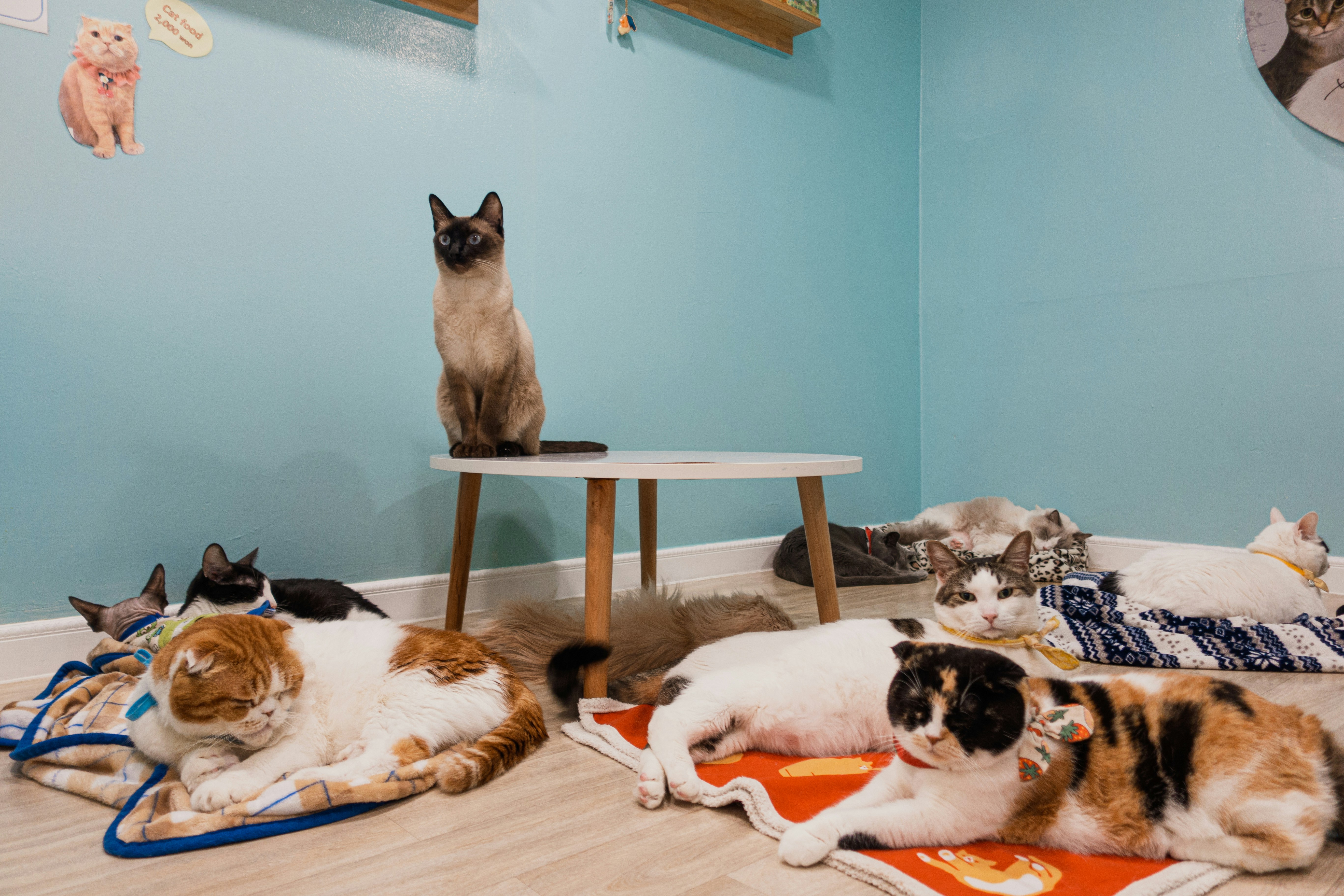 Group of cats