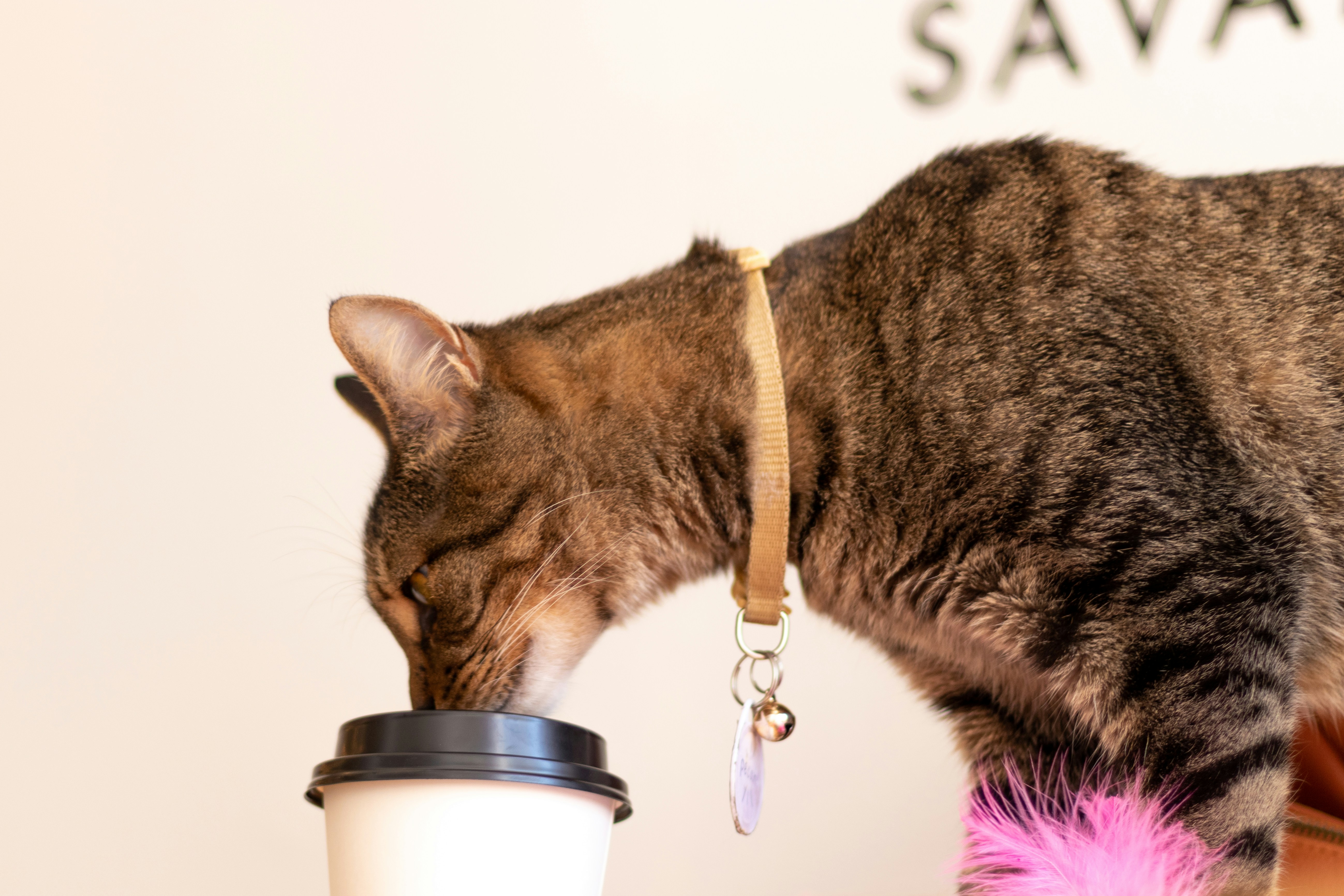 Cat drinking coffee