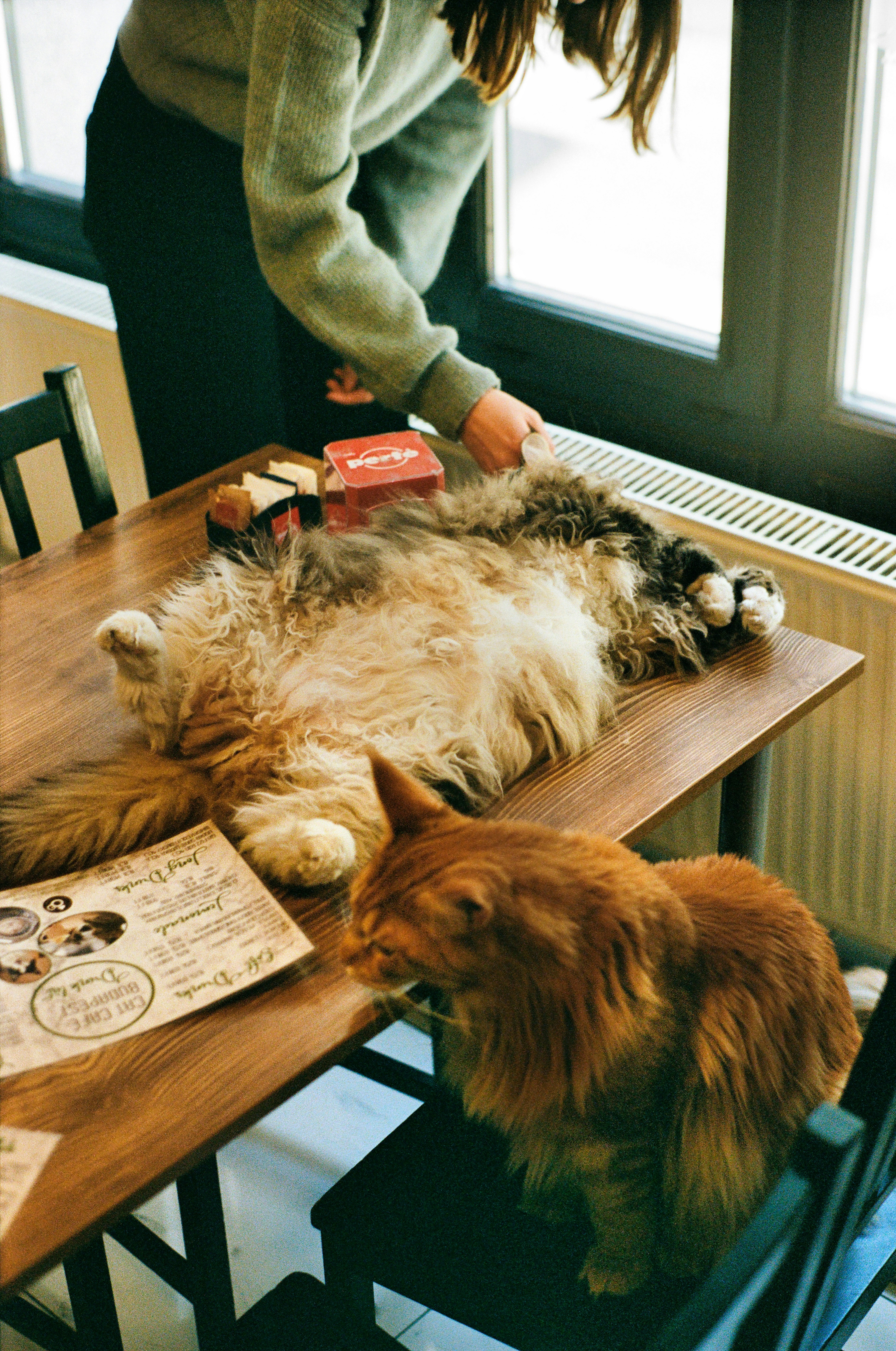 Cat lying on back