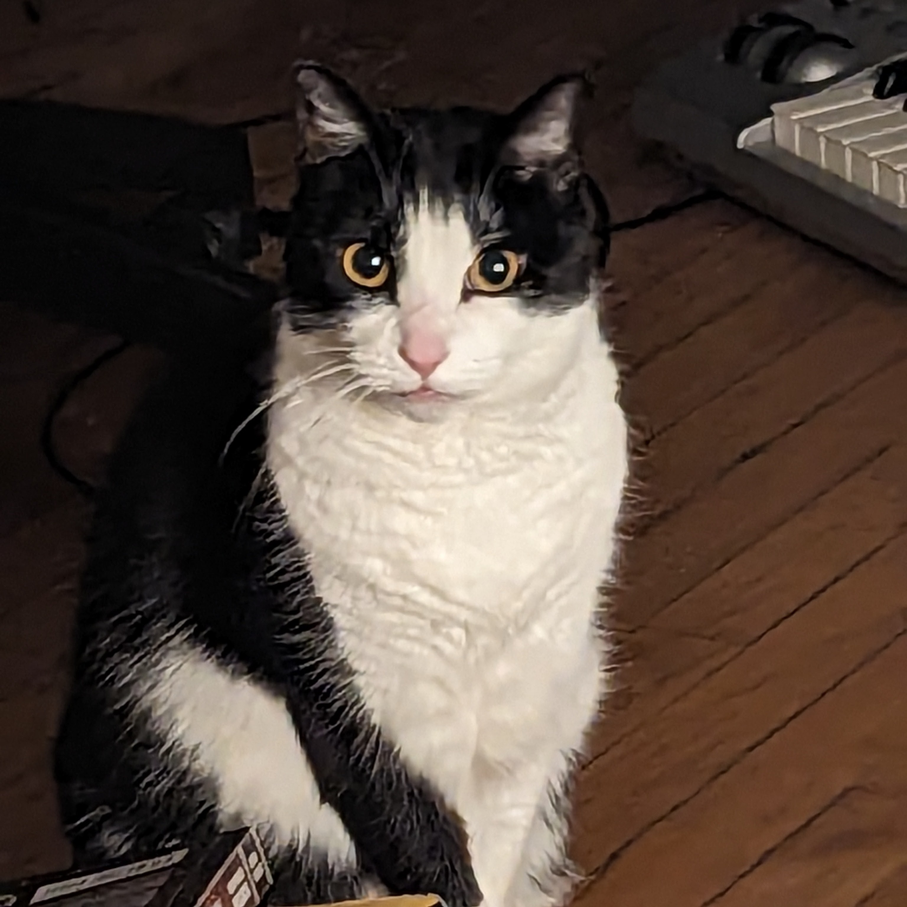 Black and white cat